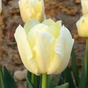 Silk Road Tulip (Tulipa Silk Road) Img 1